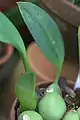 偽鱗茎と葉