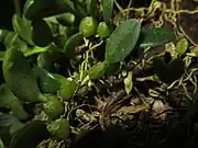 茎の基部からでた花