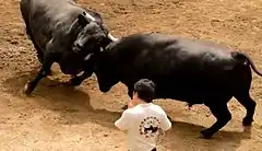 山古志の牛の角突き