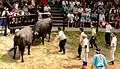 山古志の牛の角突き