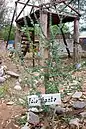 Plectrocarpa sarmientoi の幼木
