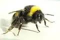 セイヨウオオマルハナバチB. terrestris