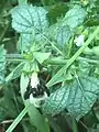 花にとまるマルハナバチ