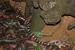 アマガサヘビ