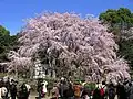 枝垂桜