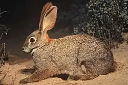 ブッシュマンウサギ