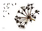 Bupleurum gibraltaicum Museum specimen