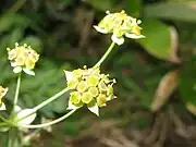 花は黄色で、小総苞片は小花序より長い。