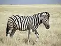 バーチェルサバンナシマウマE. q. burchellii