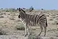 サバンナシマウマ（バーチェルサバンナシマウマ）