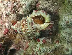 Bursa granularis Réunion