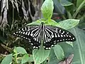 アゲハチョウ 2015年5月撮影