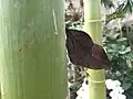コノハチョウ 2015年5月撮影