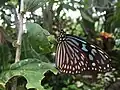 リュウキュウアサギマダラ 2015年5月撮影