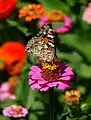 ヒメアカタテハVanessa carduiタテハチョウ科