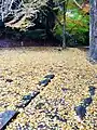 開山堂横のイチョウ