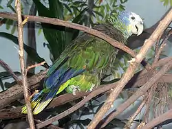 オウボウシインコ