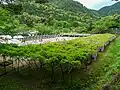 藤棚全景