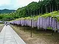 藤