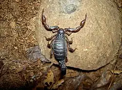 学名:カラボクトヌス・ケイセルリンギ(Caraboctonus keyserlingi)
