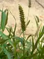エノコログサ(イネ科エノコログサ属）円錐花序だが側枝が短縮している例