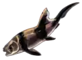 底生魚としての生態が推測されるコッコステウス