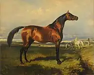 Horses in freedom