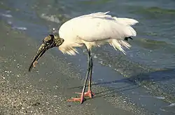 アメリカトキコウ