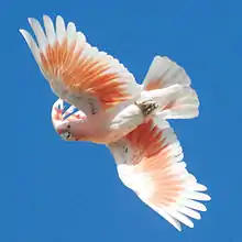 ピンクと白色をしたオウムが冠羽を立てて、青空を背景に飛んでいる。