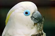 ほぼ白色のオウムの上体部。左足を黒い嘴まで持ち上げている。淡い黄色の冠羽が、さらに大きな白色の冠羽の下に見えている。むきだしの青い皮膚による幅の広い環状の縁が目の周囲にある。虹彩は褐色である。