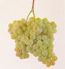 アルバリーニョ種