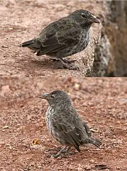 サボテンフィンチ