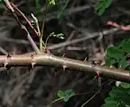 鋭く丈夫な逆棘