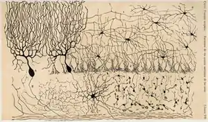 ニワトリ小脳の細胞のスケッチ。 "Estructura de los centros nerviosos de las aves", Madrid, 1905.より。