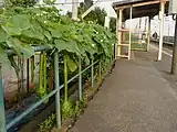 駅舎周囲には町民有志により毎年ひょうたんが植えられ、1番線ホーム駅舎側には多種多数のびょうたんが見られる。（2008年7月）
