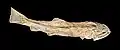Calamopleurus cylindricus