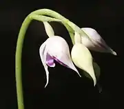 蕾