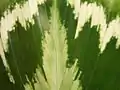葉の拡大写真