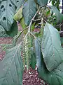 Calatola columbiana