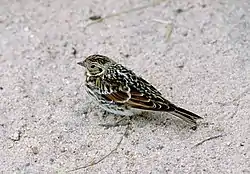 ツメナガホオジロ