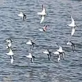 飛行する群れ
