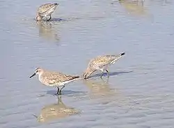 コオバシギ