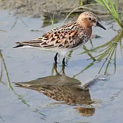 夏羽のトウネン