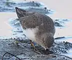 泥地で捕食を行うオジロトウネン（冬羽）