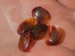 Cyzicus californicus（カイエビ目）