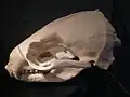 カリフォルニアアシカの頭蓋骨標本