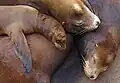 前肢の形状がよく分かる画像