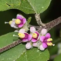 花の細部、花冠、萼には星状毛が多