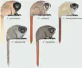 persomatus group（ティティ属）の構成種