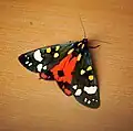 Callimorpha dominula（ヒトリガ亜科）成虫, フランス